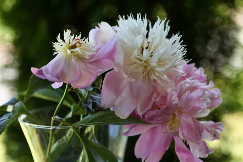 three pink peonies in a vase of water