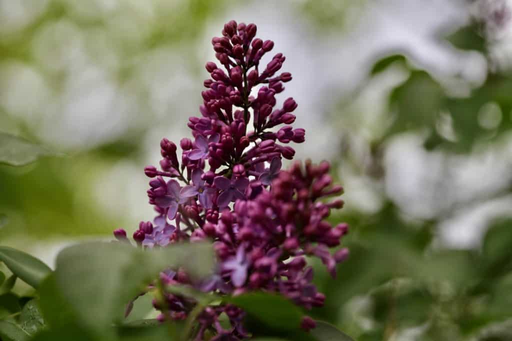 a purple lilac on a lilac bush