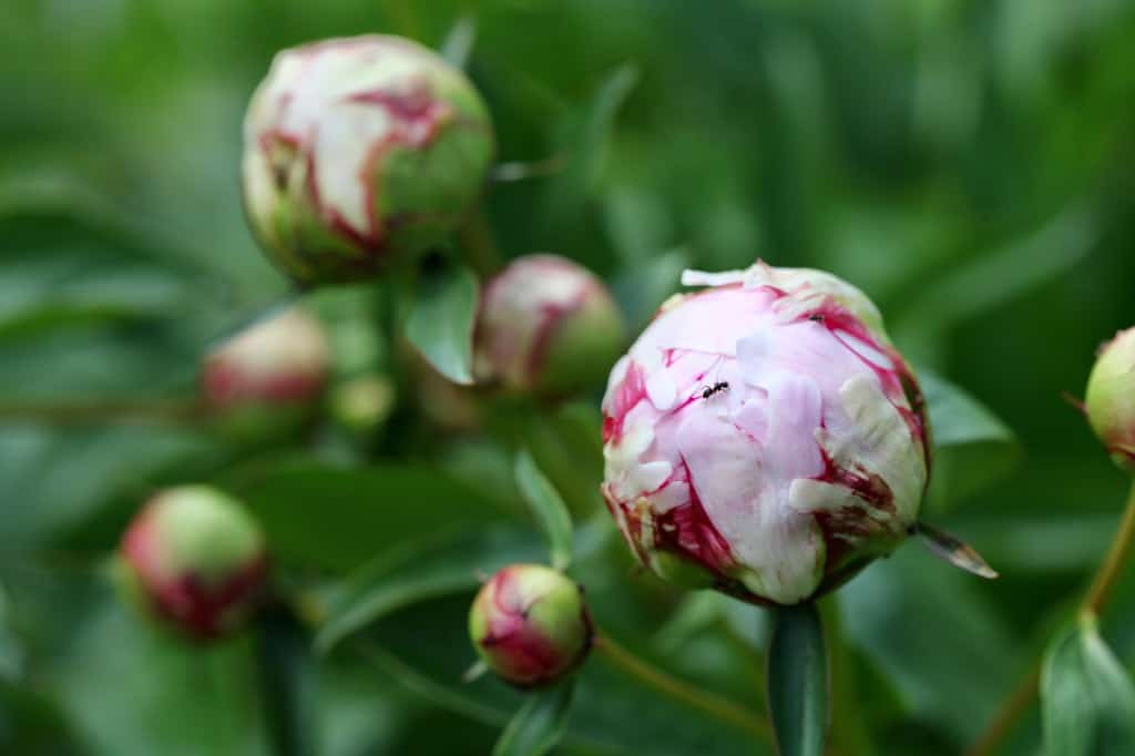 pink peonies in the marshmallow stage in the garden, discussing cut peony care