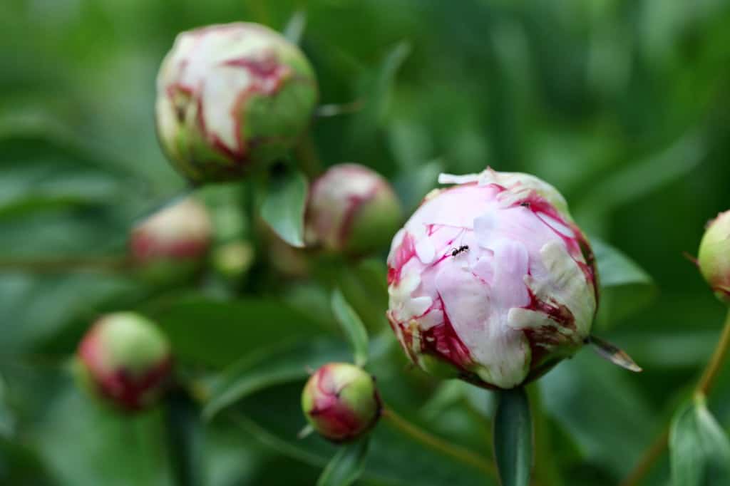 Cut Peony Care- How To Keep Cut Peonies Fresh For Longer - Farmhouse ...