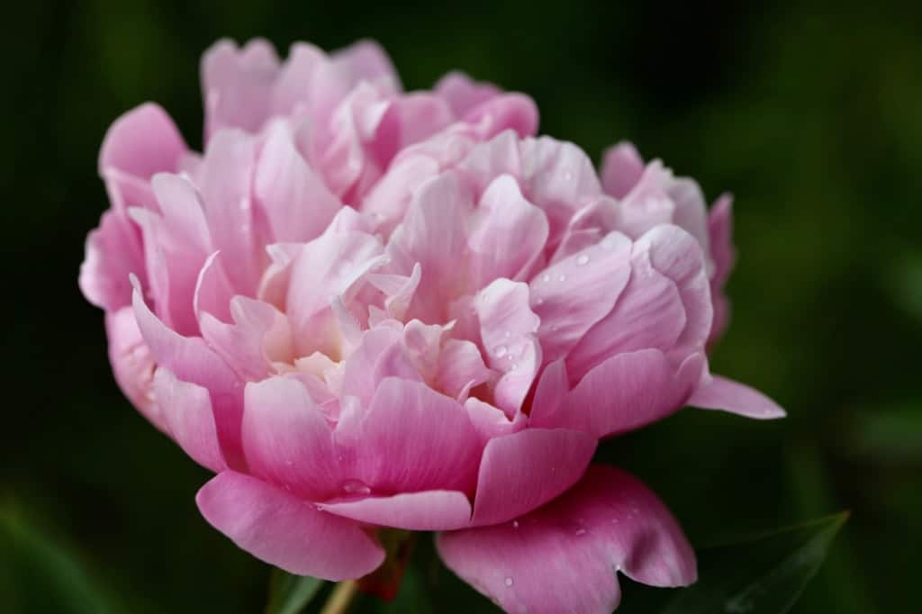 a pink double peony