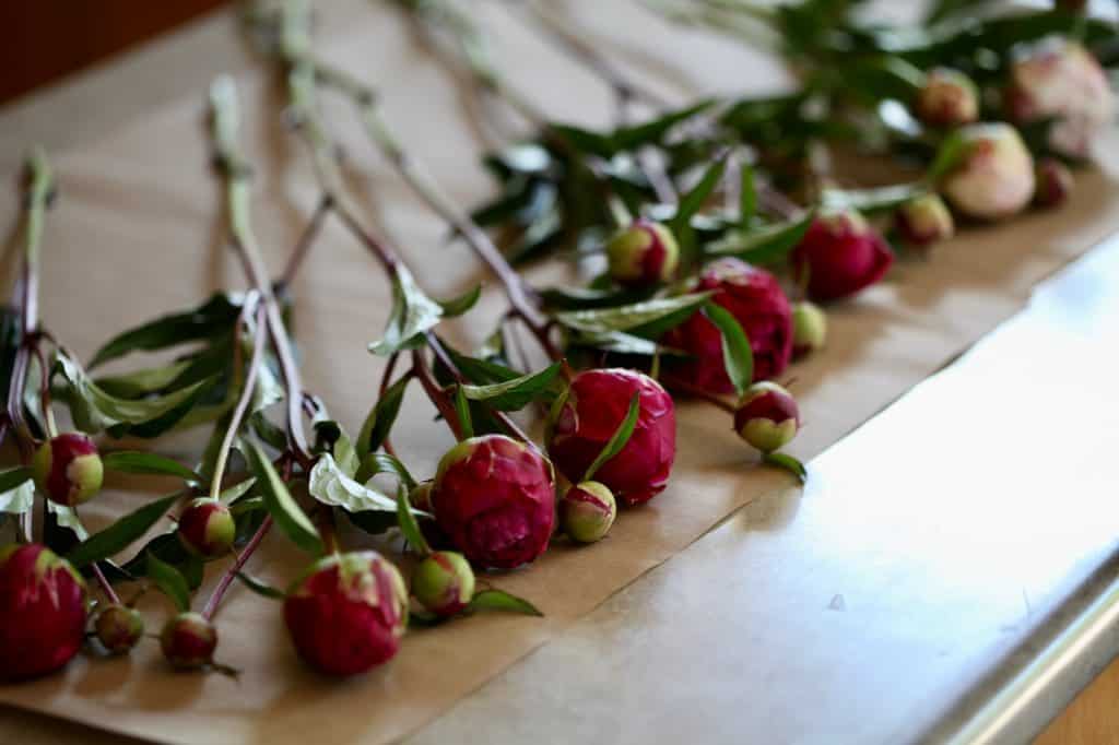 laying out peonies on Kraft paper to wrap for dry storage, as part of cut peony care