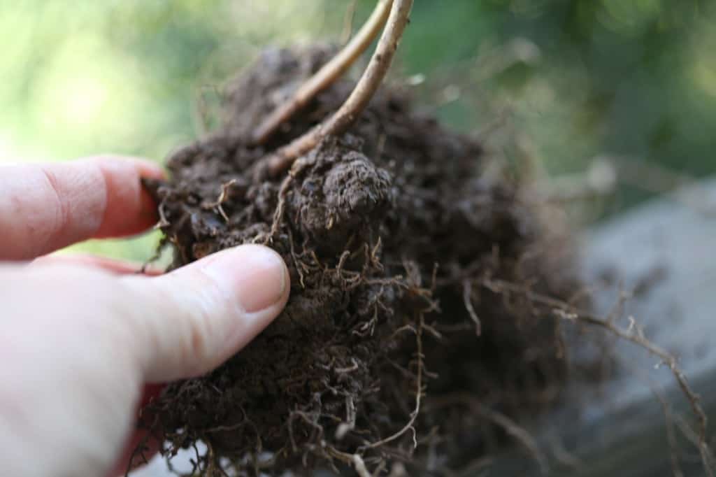 a hand holding a lilac sucker root ball, discussing propagating lilacs from shoots