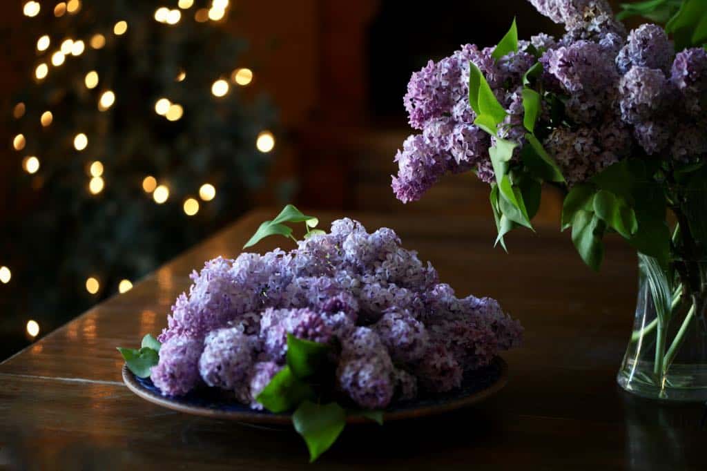 lilacs on a platter harvested for lilac simple syrup