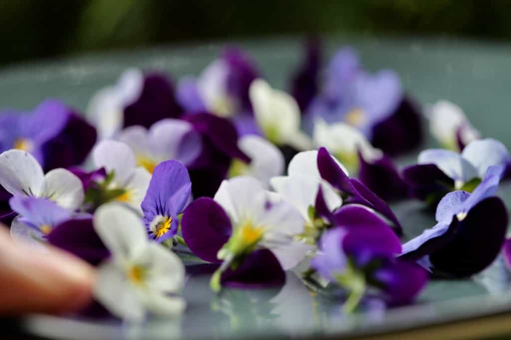 colourful pansy flowers on a blue plate in preparation for pressing