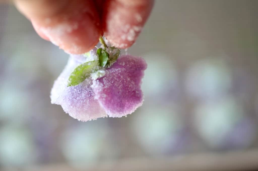 a hand holding a sugar covered pansy flower, making edible candied flowers