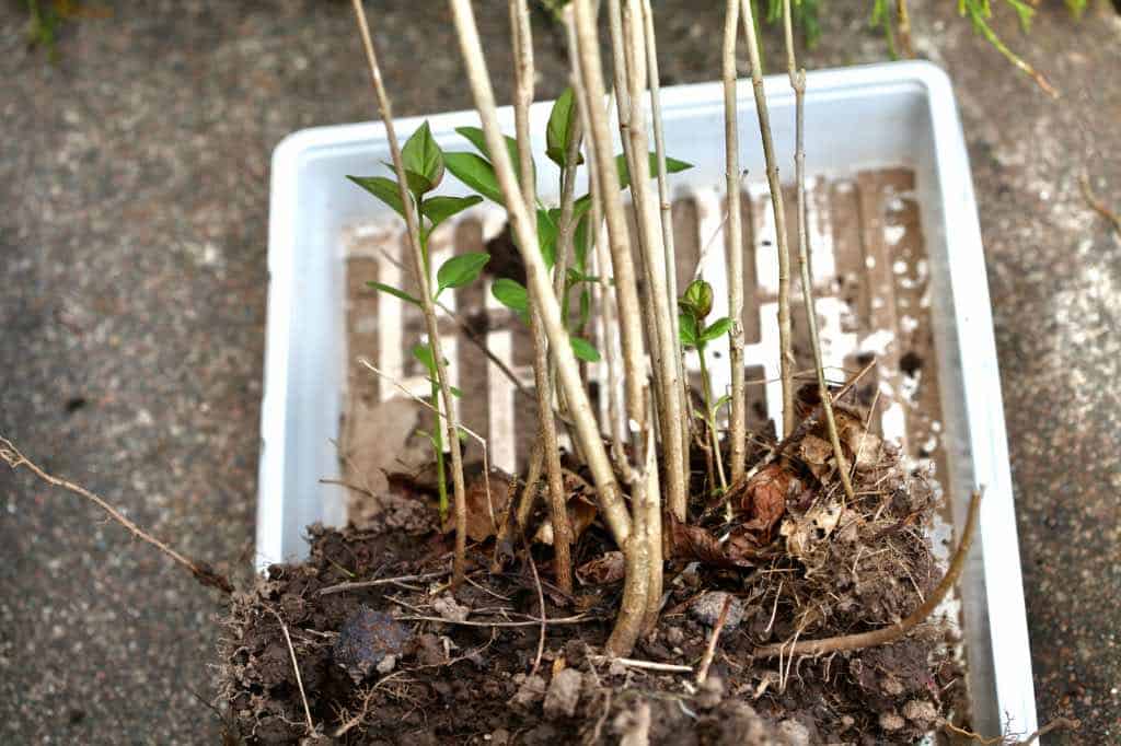 multiple lilac shoots for propagating