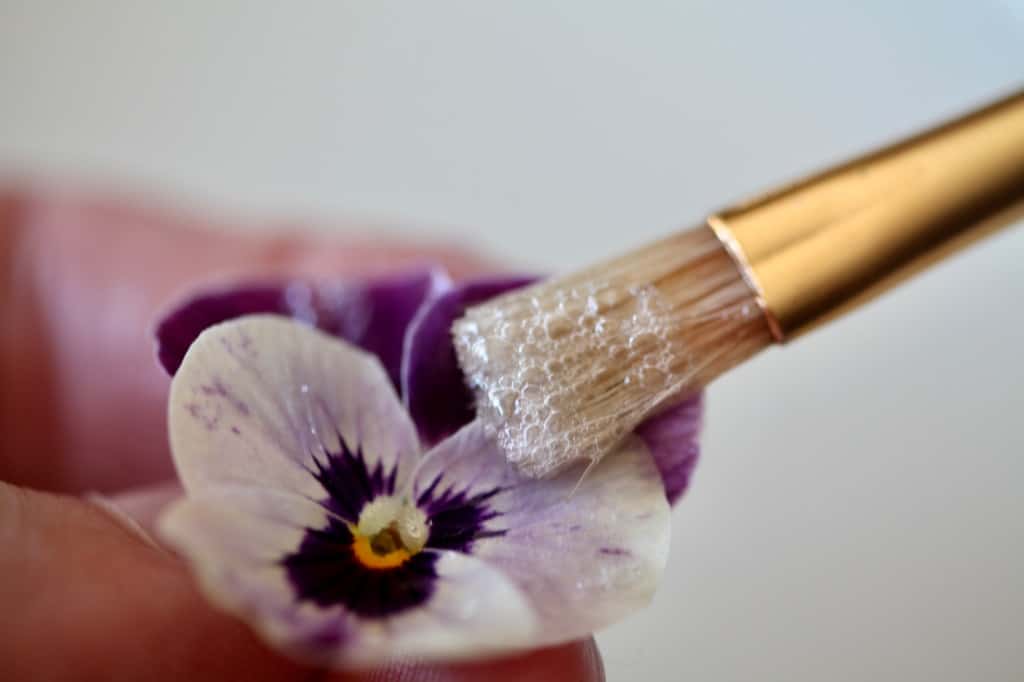 painting an edible flower with egg white, making edible candied flowers