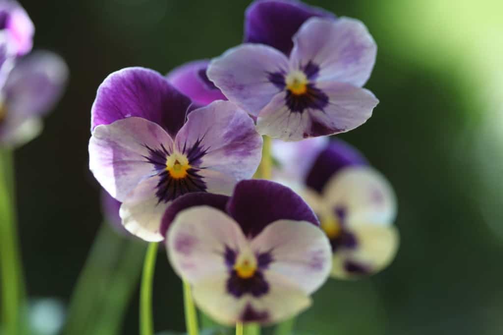 purple and white pansies and violas 