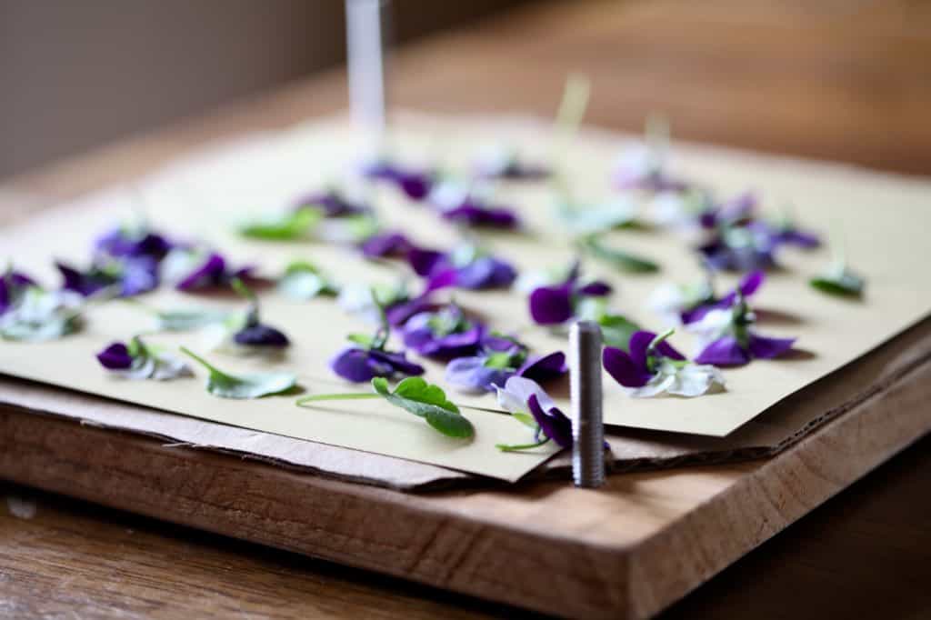 pansies in a DIY wooden flower press, positioned face down for pressing