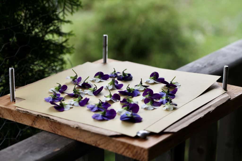 pansies positioned face down before pressing on a wooden flower press