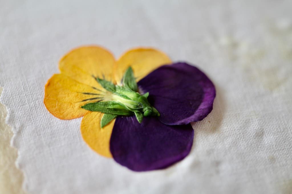 a yellow and purple pressed pansy on white fabric