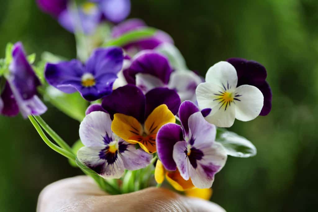 a hand holding a bouquet of pansy flowers