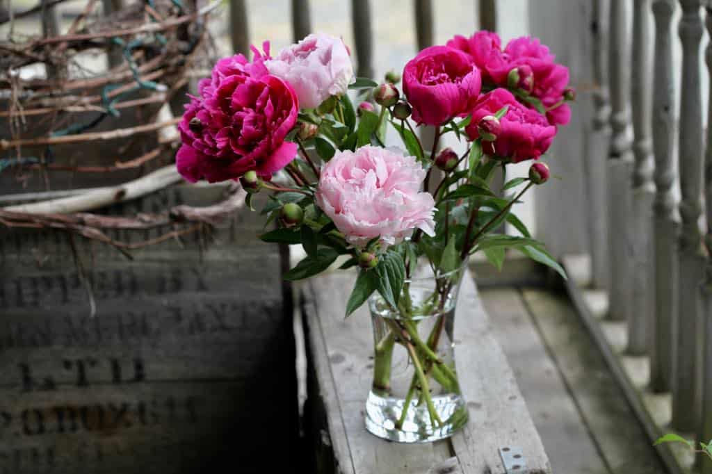 pink peonies is a vase of water