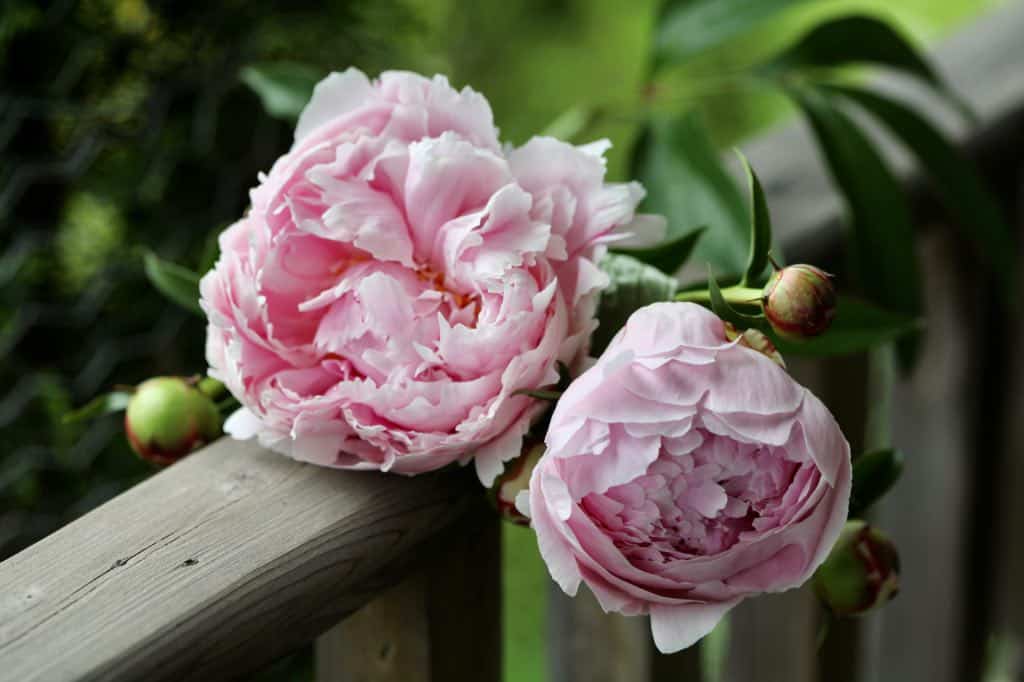 two pink peony flowers on a wooden railing