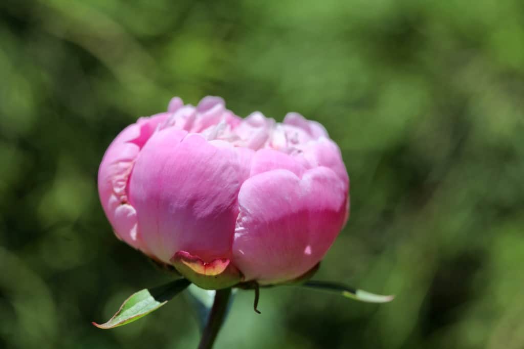 a pink peony bud opening