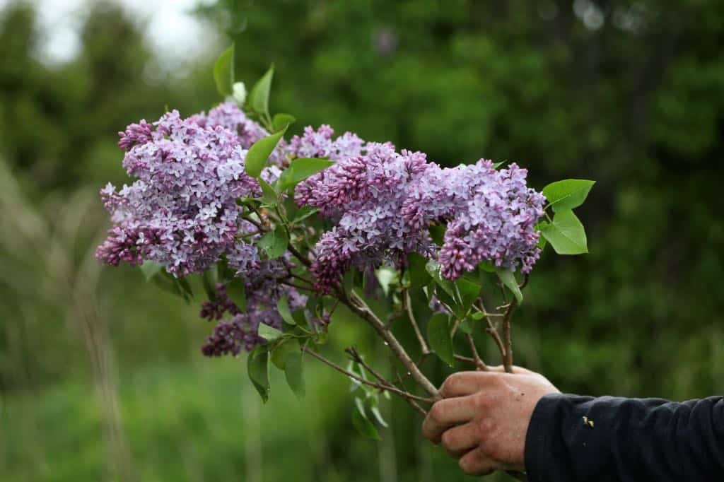 picking lilac blossoms from an organic hedge