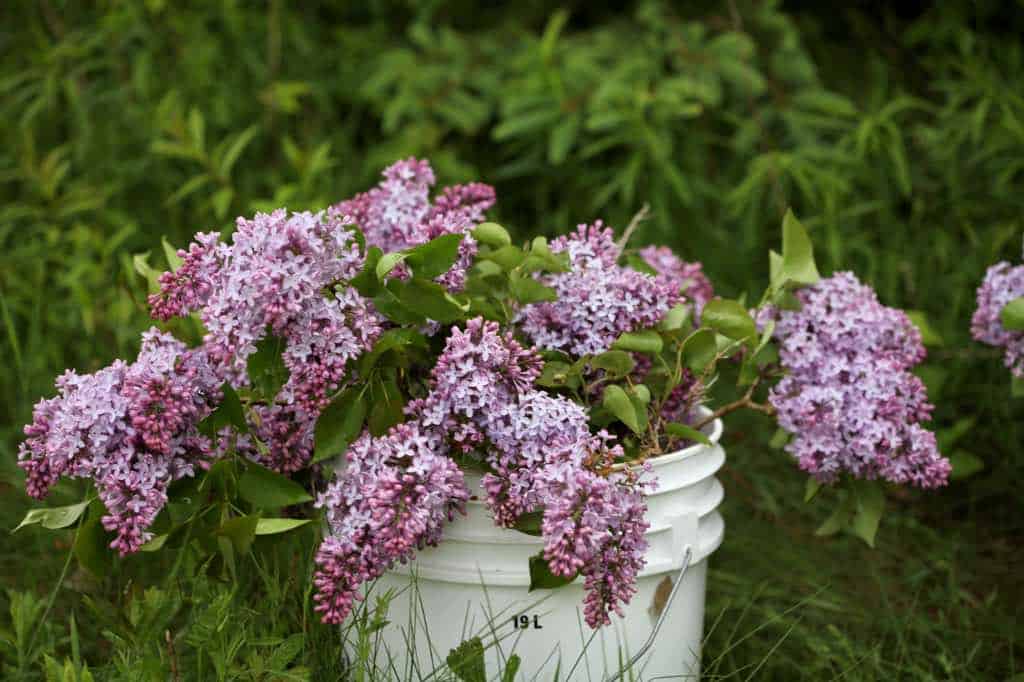 lilacs in a bucket of water during harvest to keep them hydrated