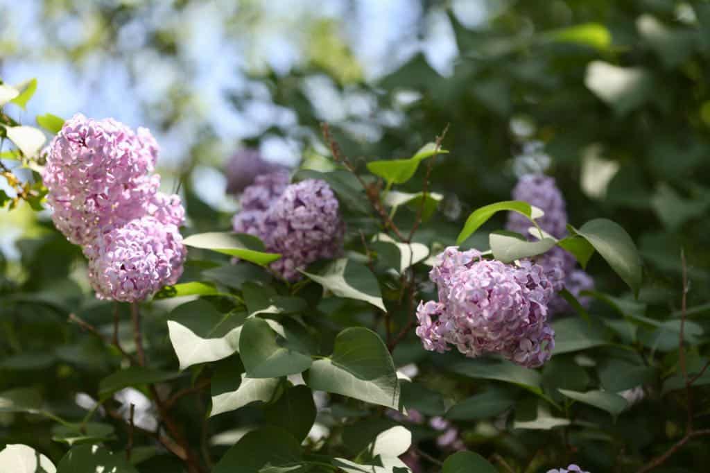 purple lilacs on a bush