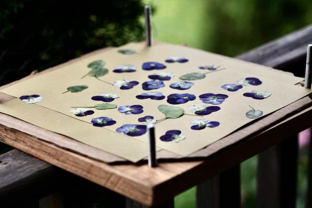 pressed pansies on a wooden flower press, after two weeks of pressing