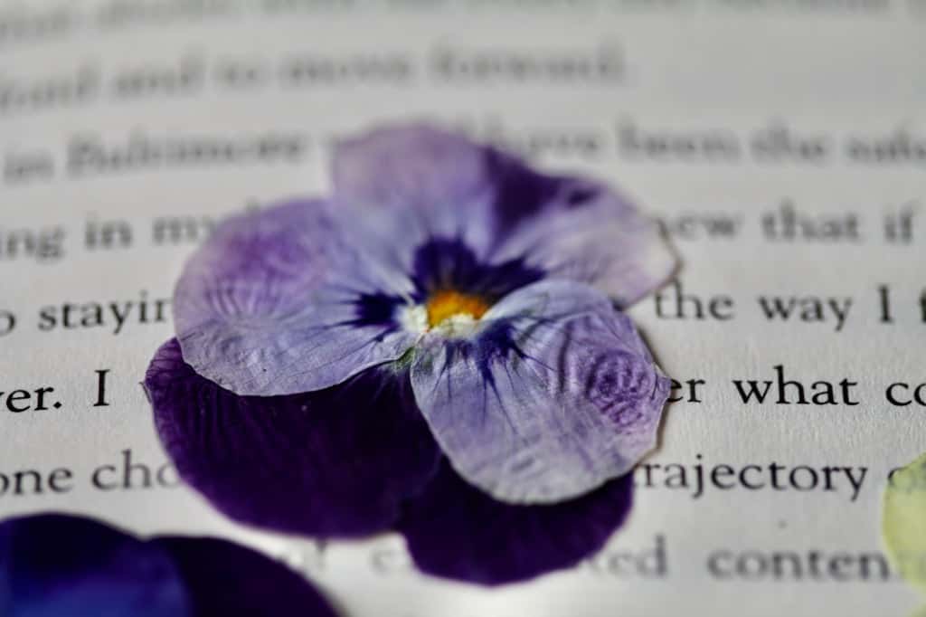 a pressed purple pansy flower on a page with written letters