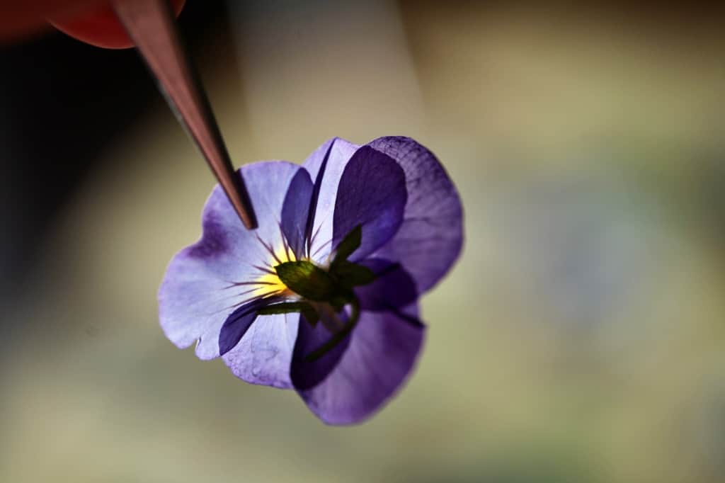 a pressed purple pansy held with tweezers