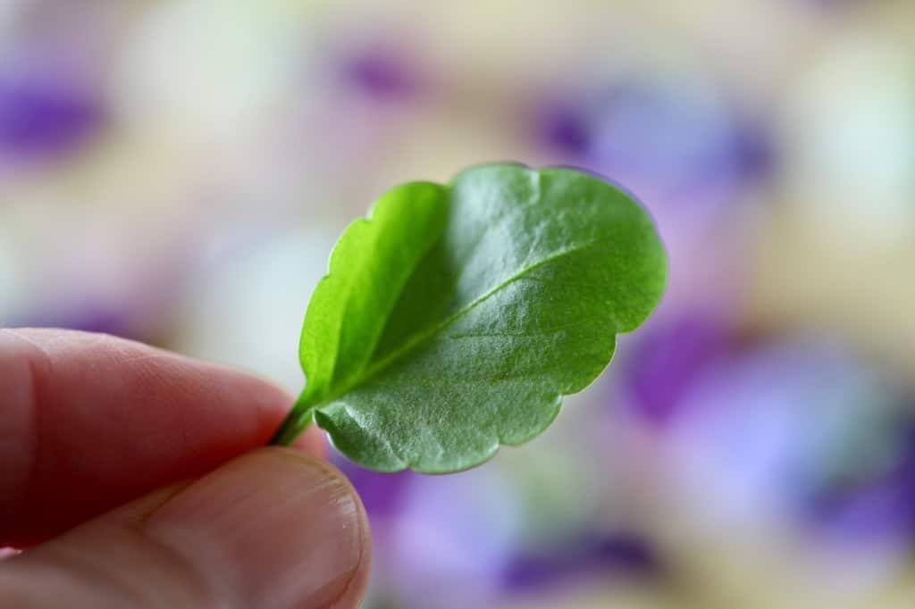 a hand holding a green pansy leaf to be pressed against a blurred background