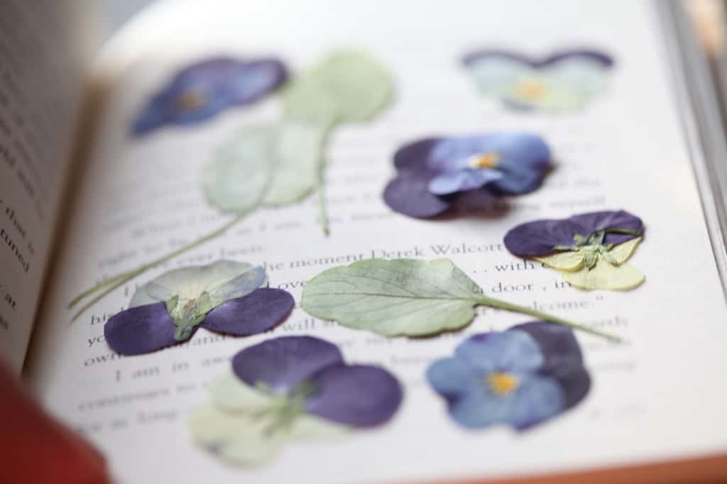 pressed purple pansies and green leaves in a book