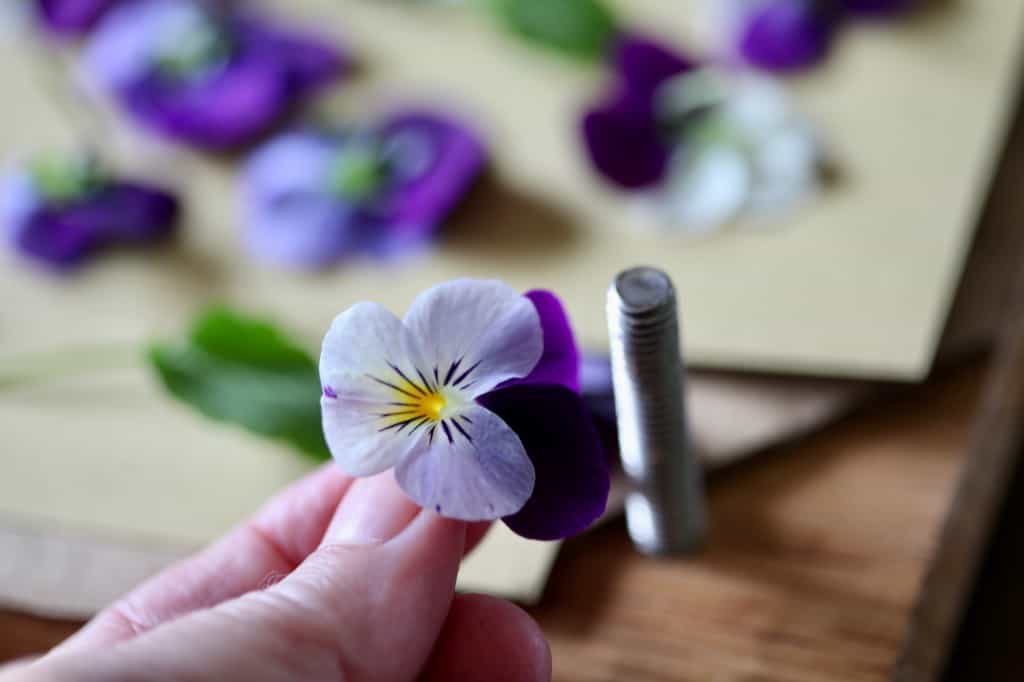 a hand holding a purple pansy with other pansies blurred in the background on a flower press