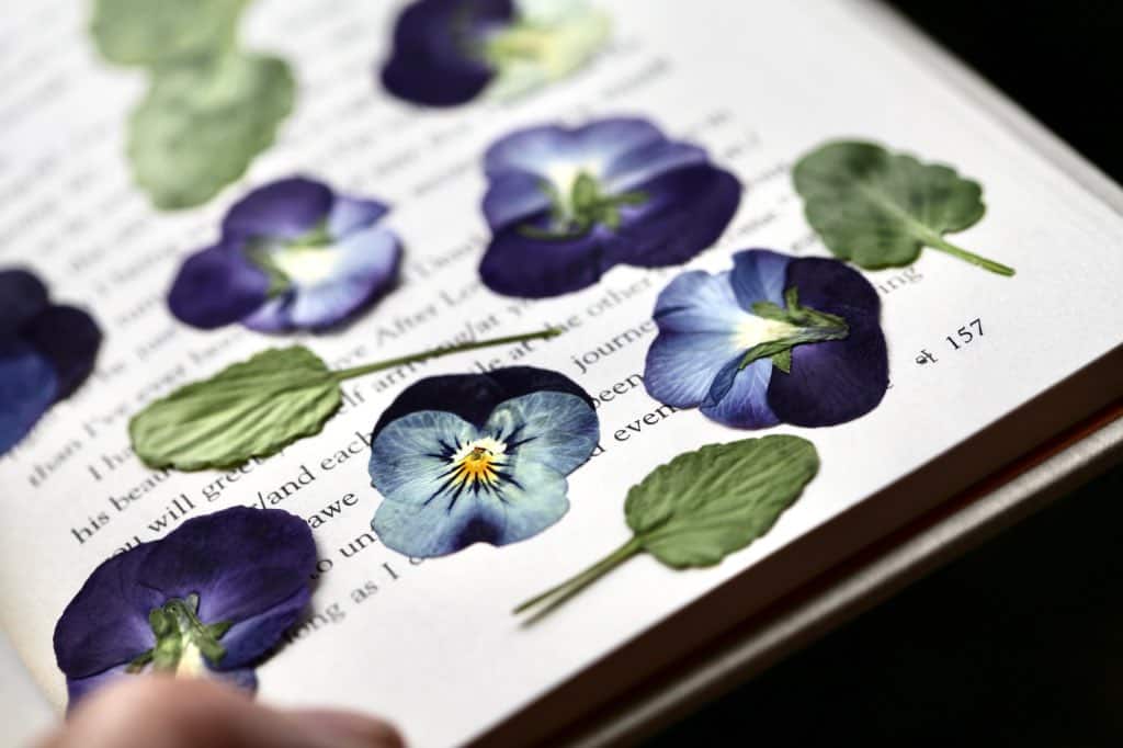 blue pansies and leaves pressed in a book