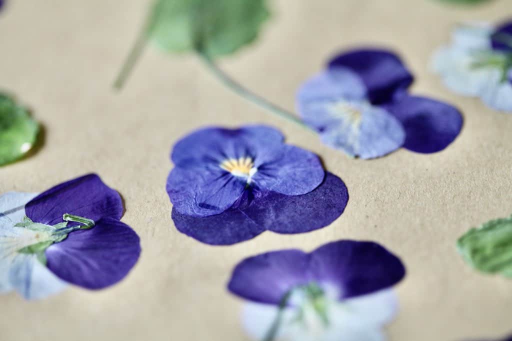 blue and purple pressed pansies and green leaves on paper