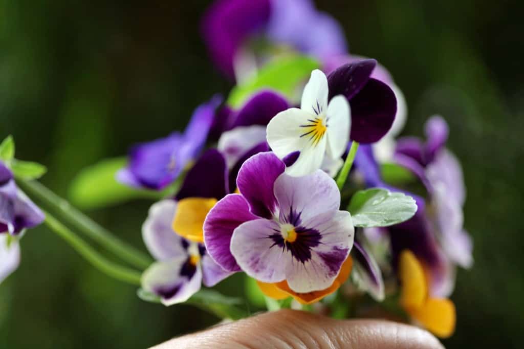 a bouquet of colourful pansies