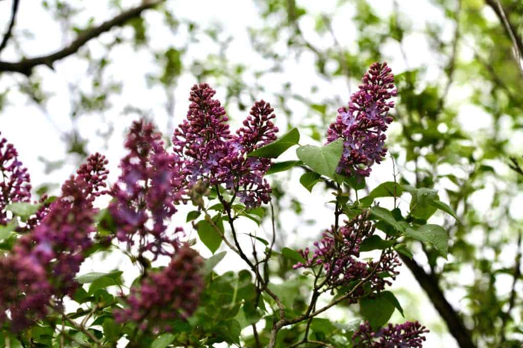 purple lilac flowers on a bush, discussing propagating lilacs from shoots