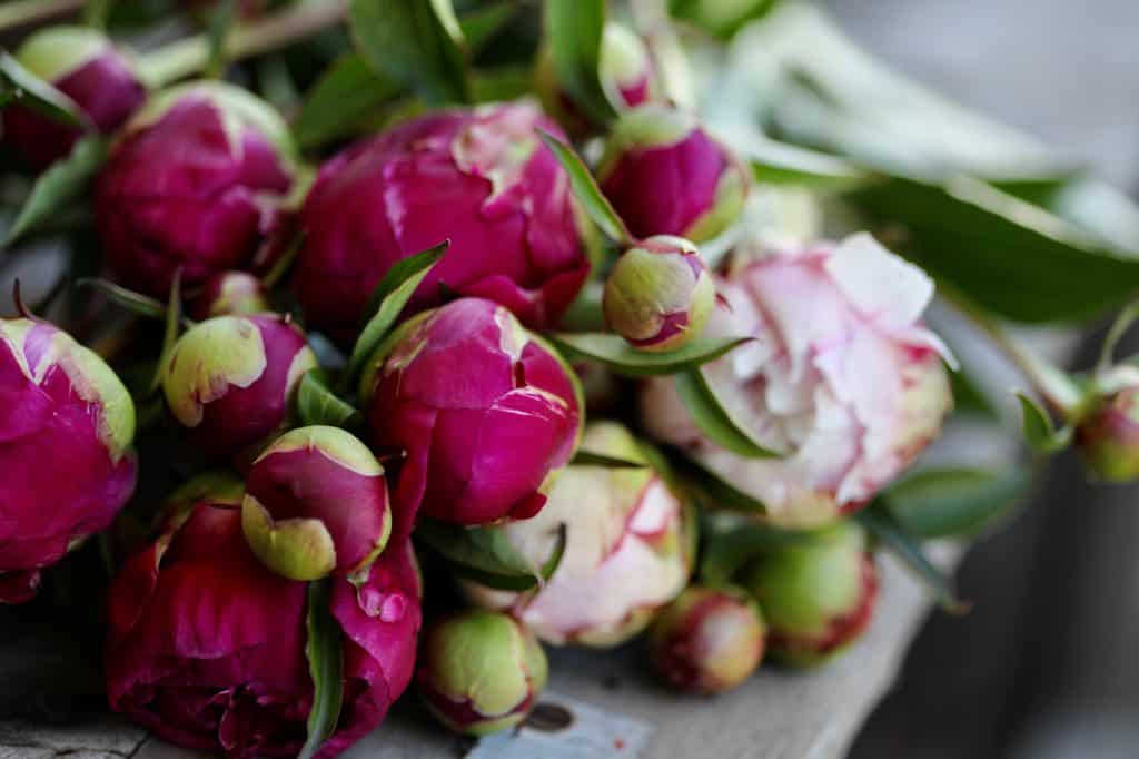 pink peonies removed from storage as part of cut peony care