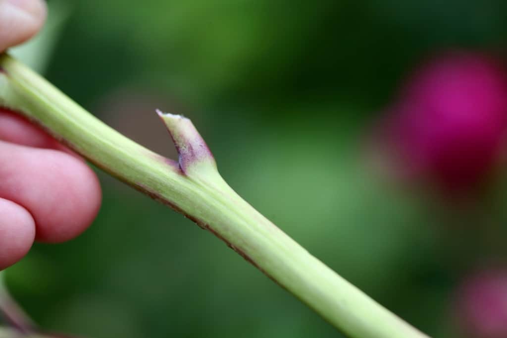 a hand holding a peony stem with the leaves removed as part of cut peony care
