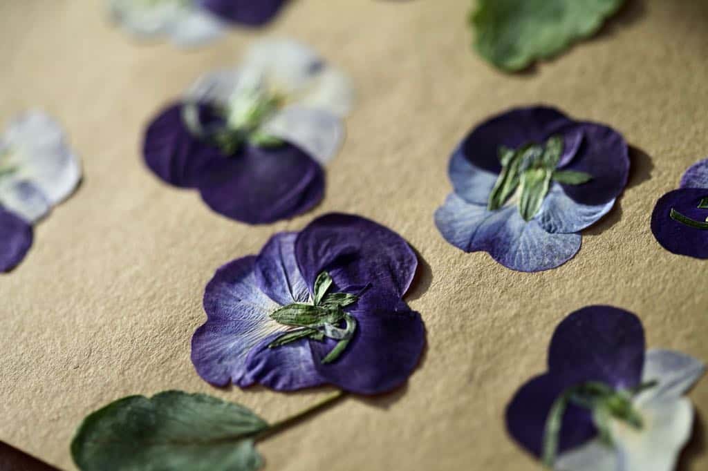 pressed blue pansies on a piece of Kraft paper