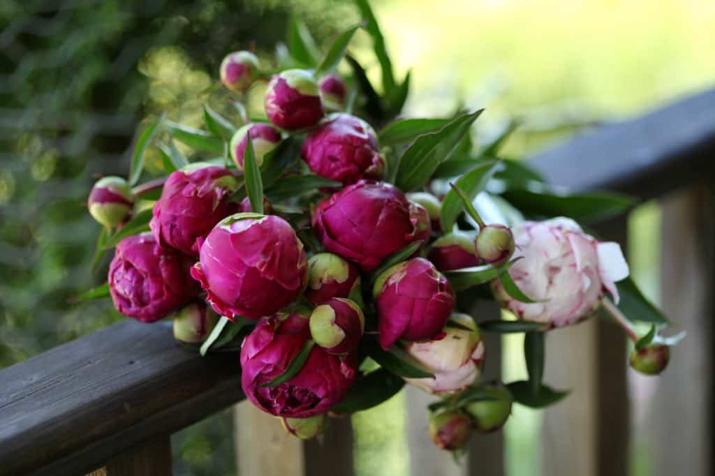 a bouquet of harvested peonies on a wooden railing