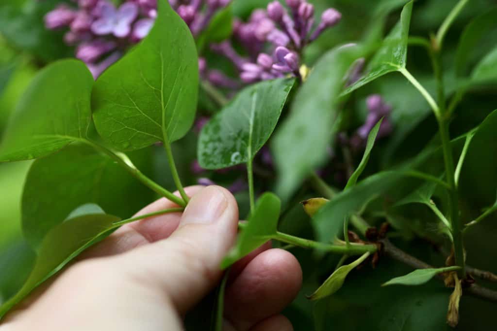 a hand holding a fresh green lilac stem, showing how to grow lilacs from cuttings