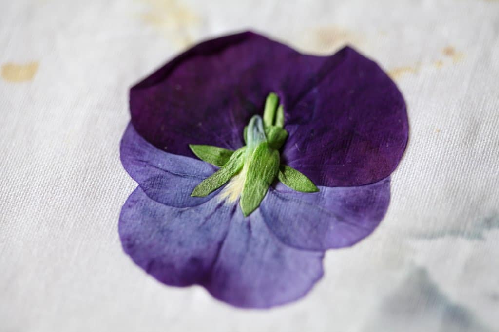 a closeup of a purple pressed pansy on white fabric
