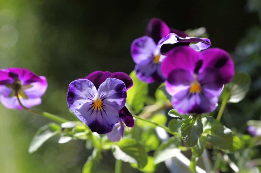 purple colourful pansies blooming in the garden