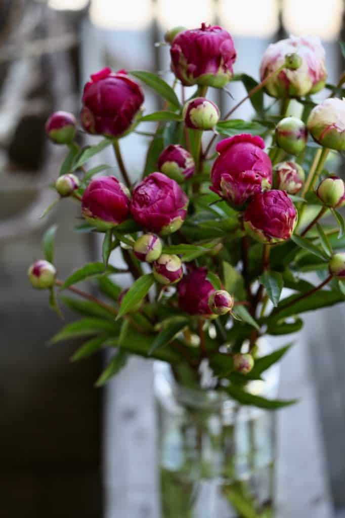 pink peonies in a vase of water for cut peony care