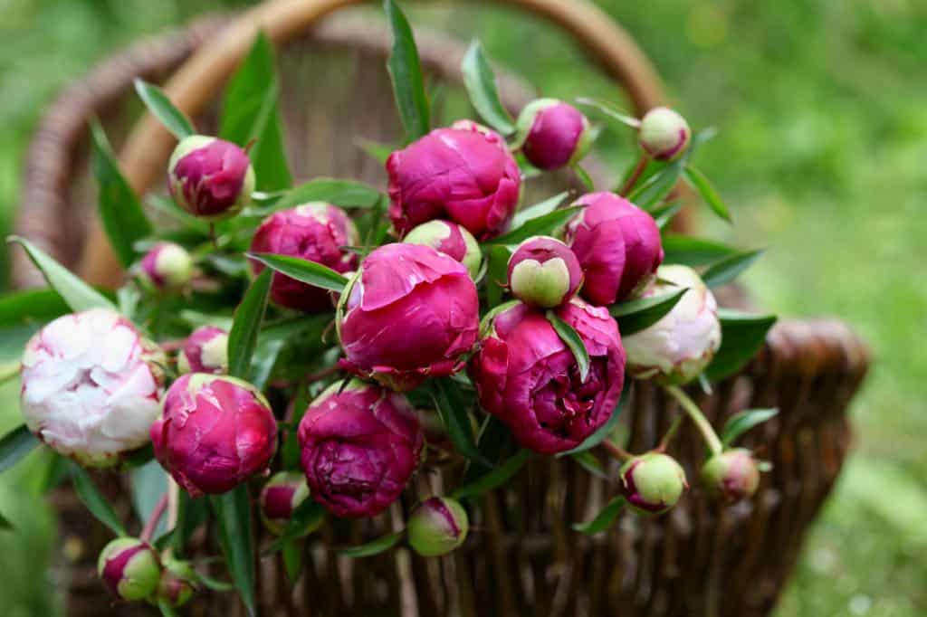 a wicker basket full of freshly cut peony flowers