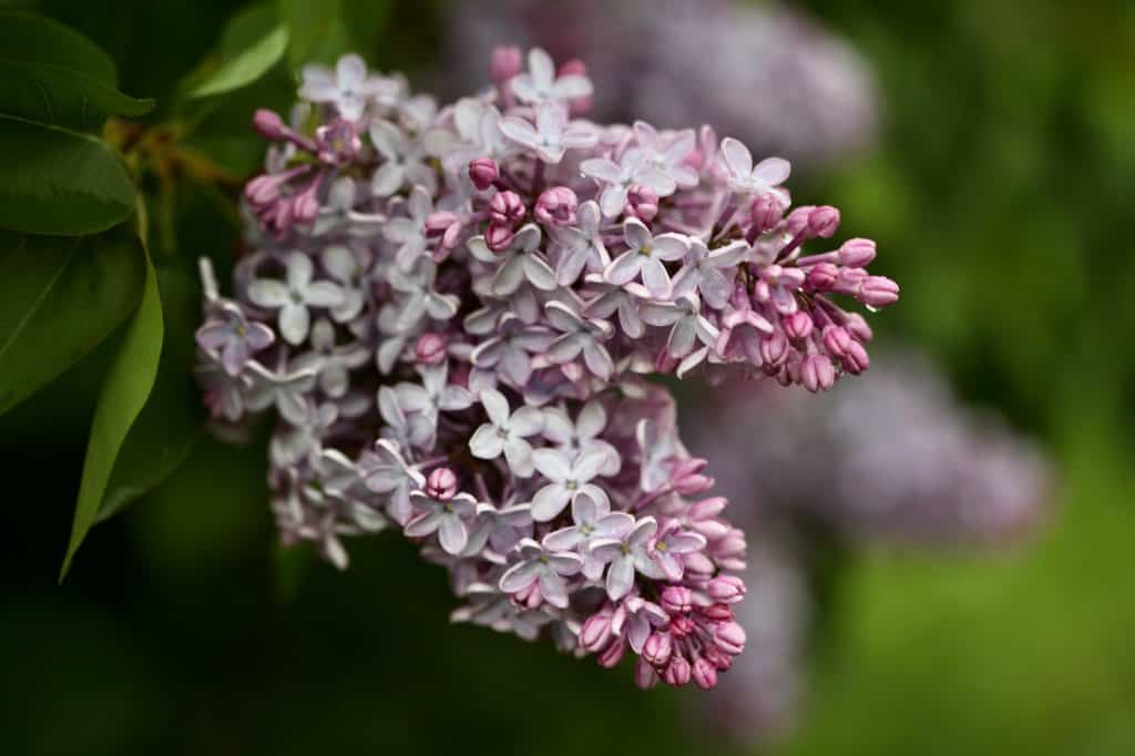 purple lilac flowers for lilac simple syrup