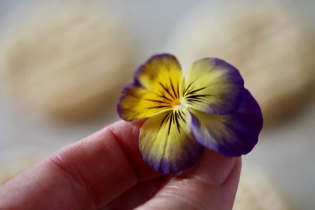 a hand holding up a purple and yellow pansy to decorate cookies with, cookies blurred in the background