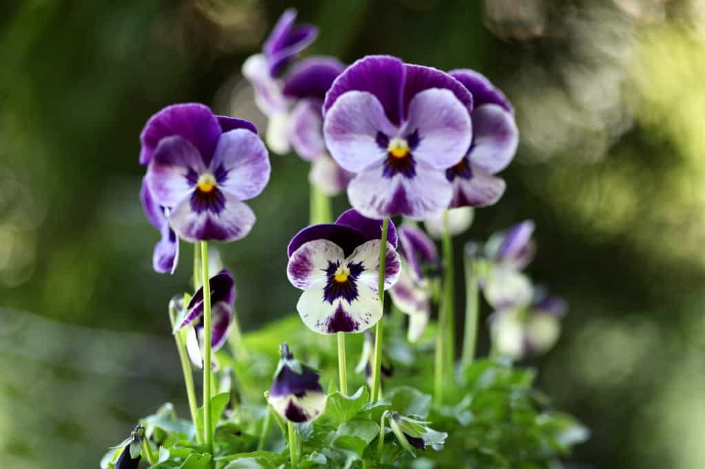 a group of pansy flowers against a blurred green background