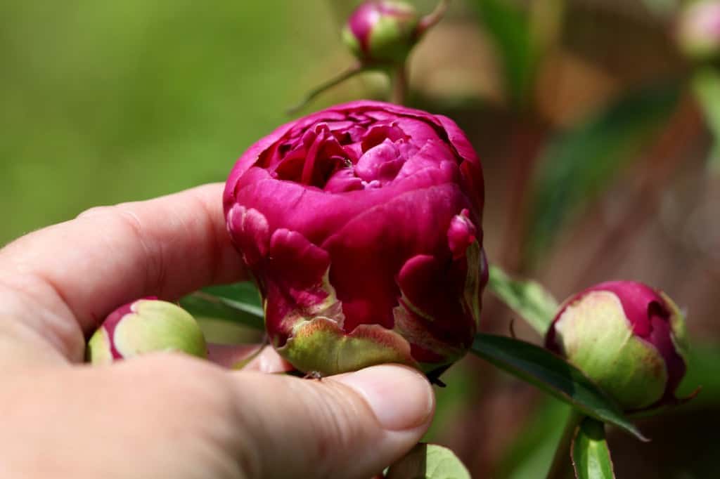 a hand holding a pink peony bud opening up