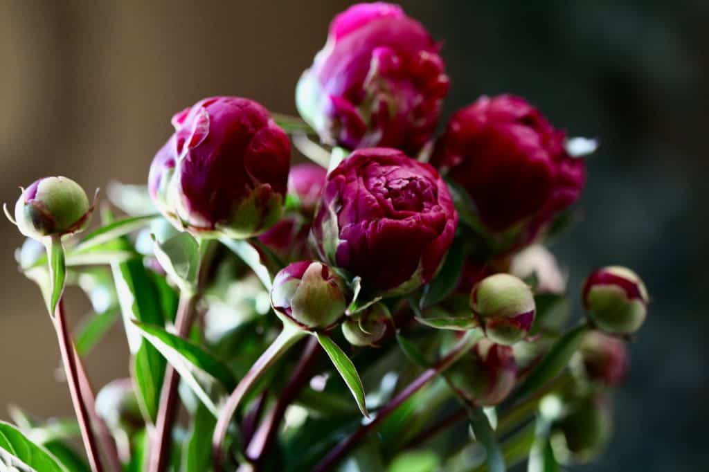 a bouquet of pink peony blooms