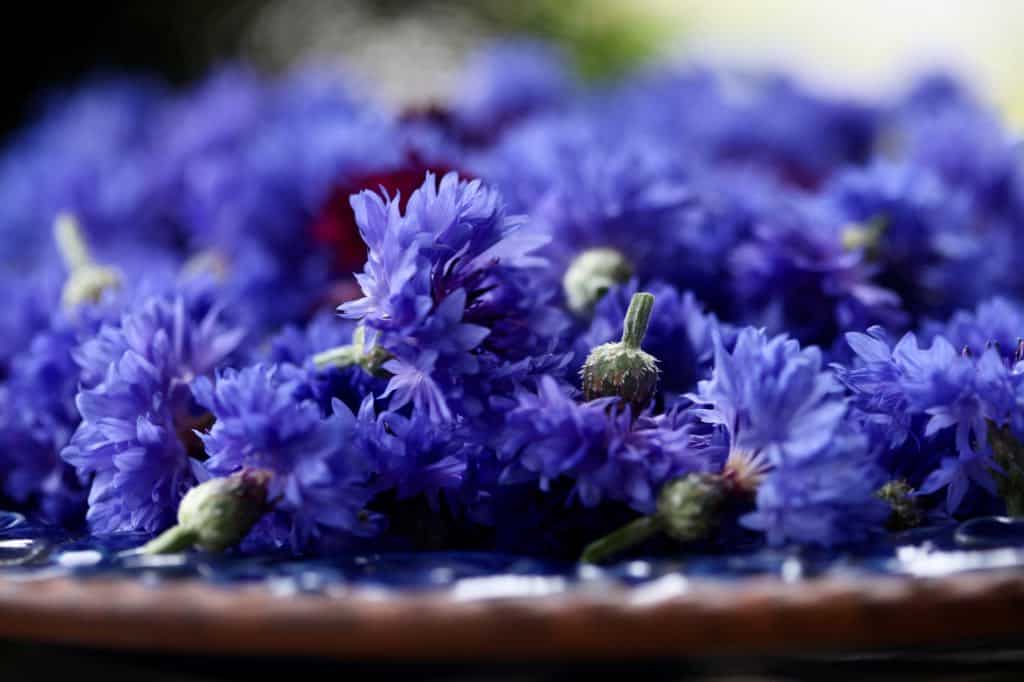 Florist blue boys harvested for drying