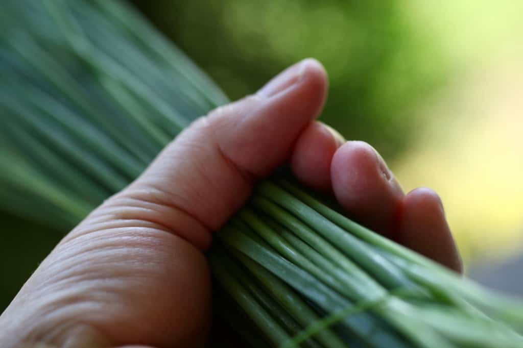 a handful of chives