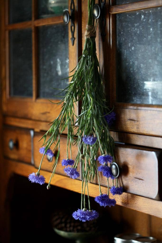 air drying bachelor buttons hung on a wooden hutch